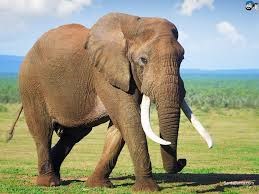 Câu đố về con voi